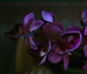 Close-up of purple flowers blooming outdoors