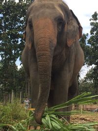 Close-up of elephant in forest