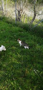 High angle view of bird on field