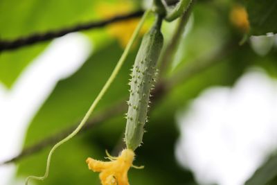 Close-up of white flowering plant