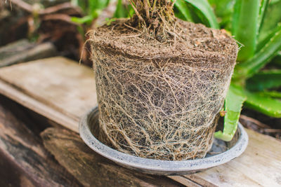 plant