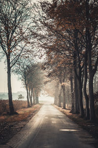 Empty road amidst trees during foggy weather