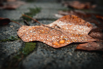 Close-up of dry leaves on wet rock