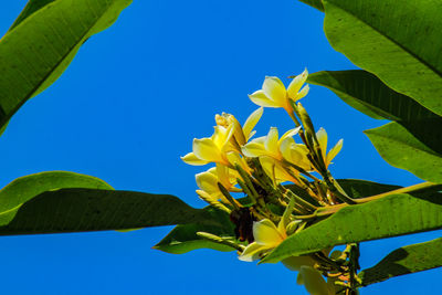 Close-up of yellow flowering plant against clear blue sky