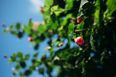 Close-up of red berries growing on tree