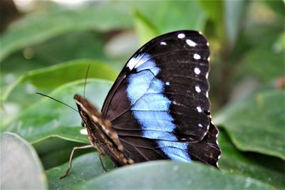 Close-up of butterfly perching on leaf