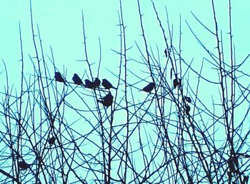 Low angle view of birds perching on bare tree