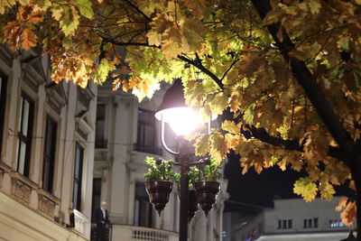 Low angle view of sunlight streaming through tree against building