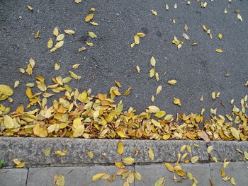 High angle view of dry leaves on street