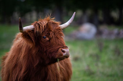 Close-up of a horse on field