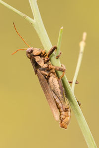 Close-up of grasshopper on plant