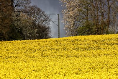 Scenic view of oilseed rape field