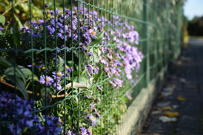 Purple flowers in greenhouse