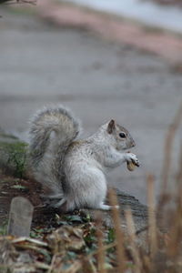 Close-up of squirrel on land