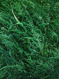 Full frame shot of grass on field