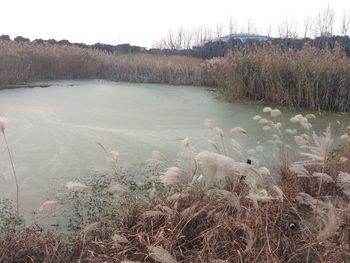 Swan in lake against sky