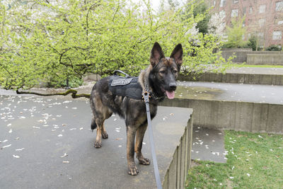 German shepherd service dog