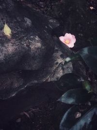 Close-up of flower growing in water