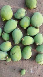 High angle view of fruits growing on cactus