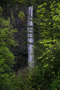 Stream flowing through forest