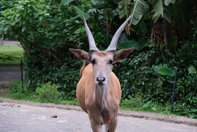 Portrait of deer on field