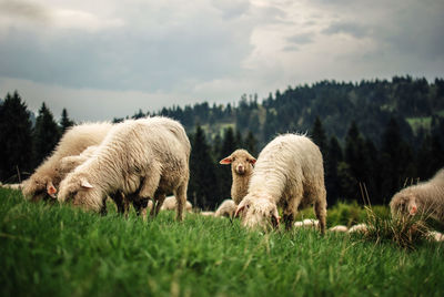 Flock of sheep grazing on field