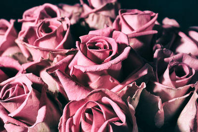 Close-up of pink roses