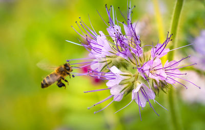 Close-up of bee pollinating on purple flower