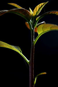 Close-up of plant against black background