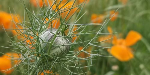 Close-up of orange flowering plants