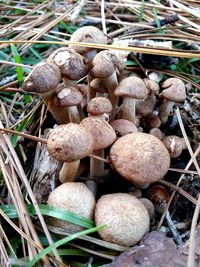 High angle view of mushrooms on field