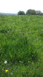 Plants growing on grassy field