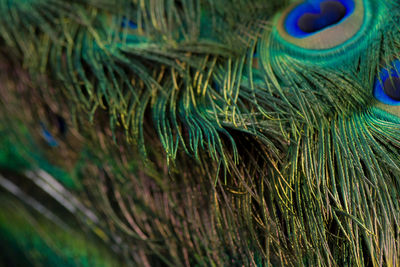 Close-up of peacock feathers