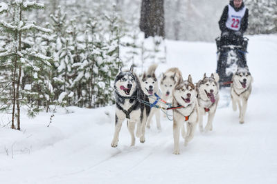 Man dogsledding on snow covered land during winter