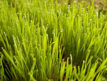 Full frame shot of wet grass on field