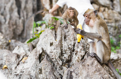 Monkeys sitting on tree trunk