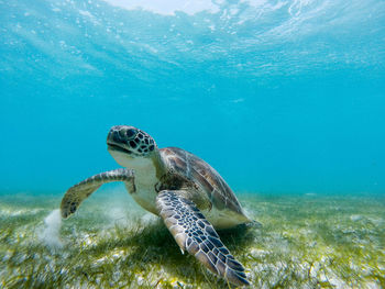 Side view of a turtle at seabed