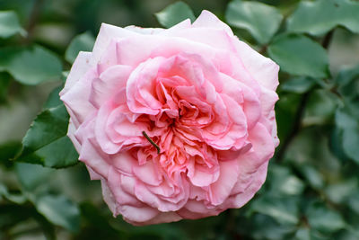 Close-up of pink rose