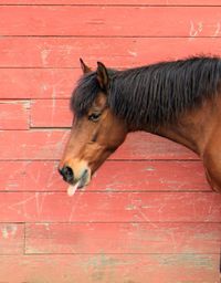 Brown horse against wooden wall