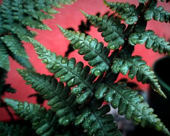 Close-up of red leaves