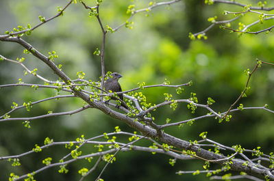 Bird perching on tree