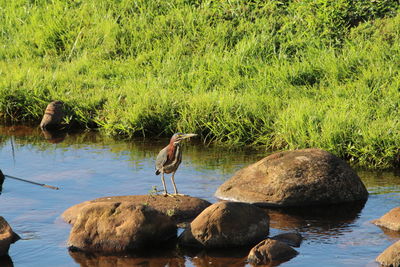 Gray heron perching on rock by water