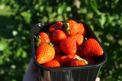 Cropped hand of person holding strawberries in bowl