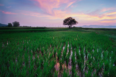 Scenic view of field against sky at sunset