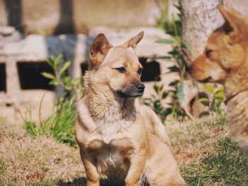 View of a dog looking away