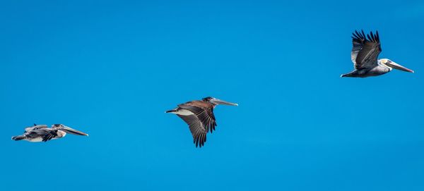 Low angle view of birds flying against clear blue sky