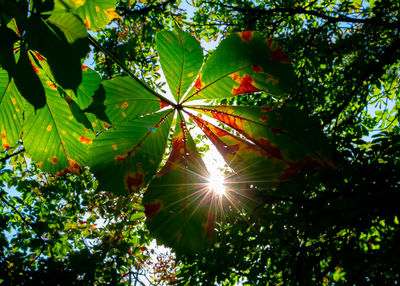 Low angle view of sunlight streaming through tree