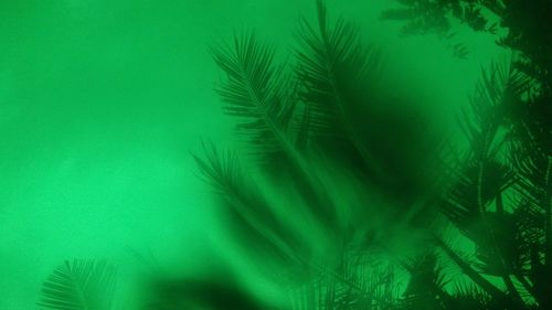 Close-up of palm tree