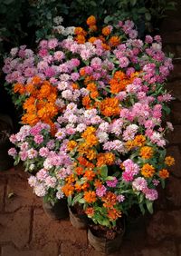 Close-up of flowers