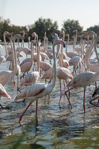 View of birds in lake